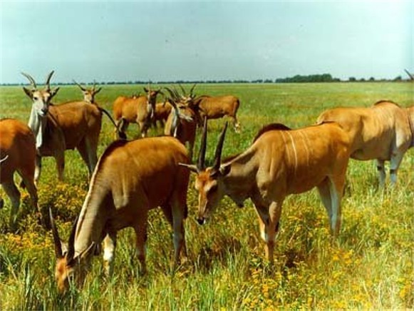 Image - Antelopes in the Askania-Nova Biosphere Reserve.