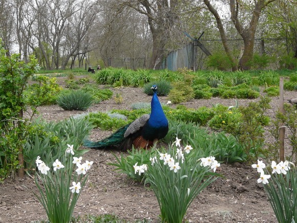 Image -- A peacock in the Askania-Nova Biosphere Reserve.