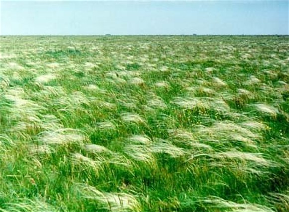 Image -- Askania-Nova Biosphere Reserve: the steppe.