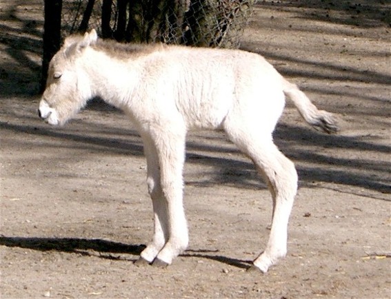 Image - Przewalski wild horse foal in the Askaniia-Nova Biosphere Reserve zoo.