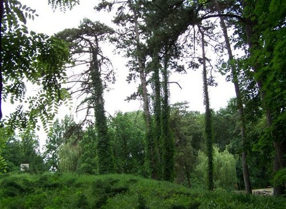 Image -- The Askaniia-Nova Biosphere Reserve dendrological park.