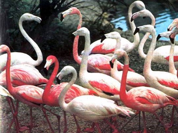 Image -- Flamingoes in the Askaniia-Nova Biosphere Reserve zoo.