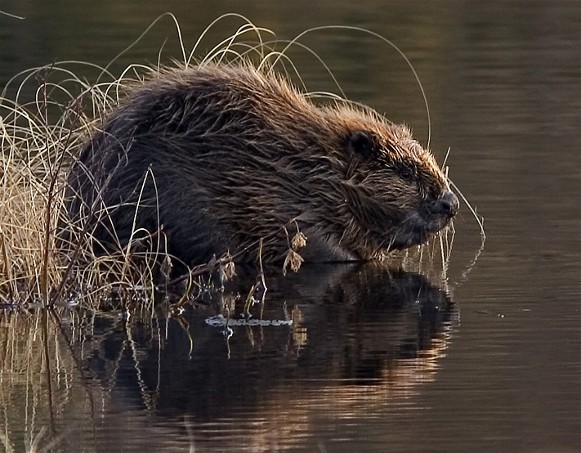Image - Old World (European) beaver