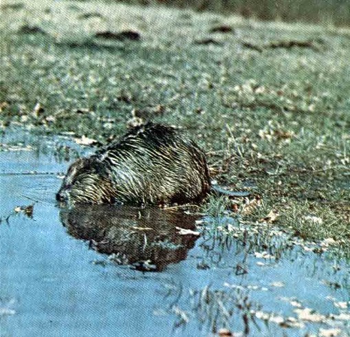 Image -- A beaver in the wildlife preserve in Rokytne, Zhytomyr oblast.