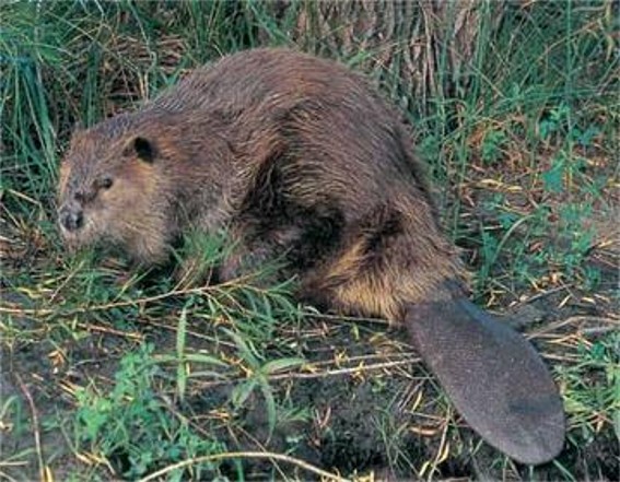 Image -- Canadian beaver