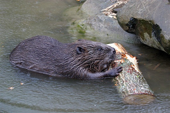 Image -- Old World (European) beaver