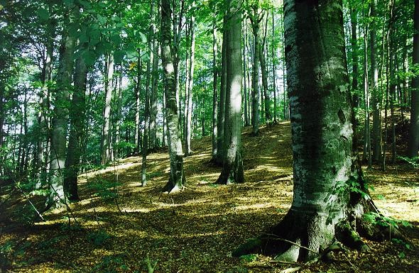 Image - Beech forest in Carpathian Mountains.