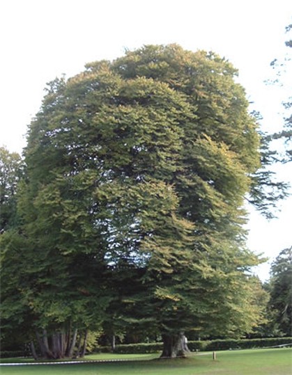 Image - A beech tree