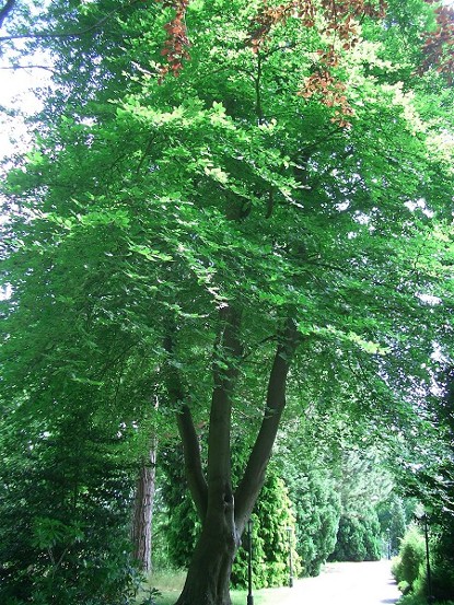 Image -- A beech tree