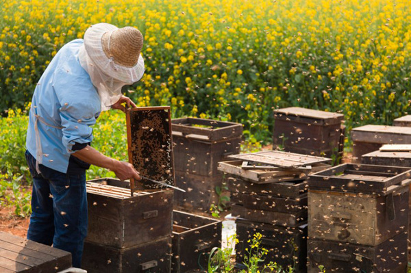 Image - Beekeeping in Ukraine (Kyiv region).