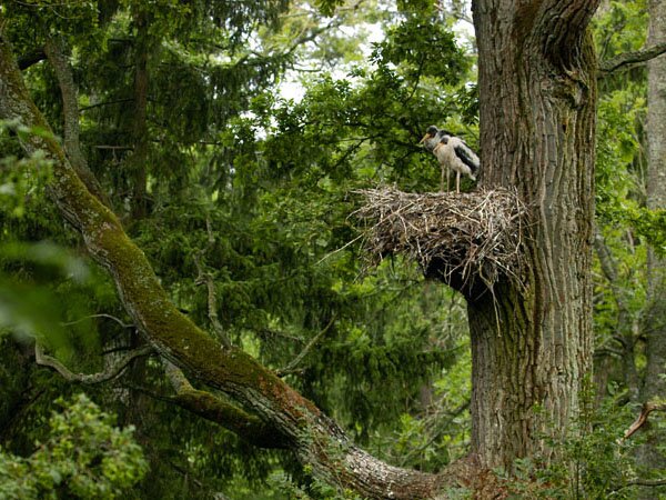 Image - The Bilovezha Forest (storks).