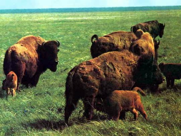 Image -- European bisons in the Askaniia-Nova Biosphere Reserve.