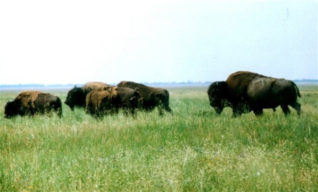 Image -- European bisons in the Askaniia-Nova Biosphere Reserve.