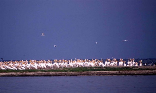 Image -- Pink pelicans in the Black Sea Biosphere Reserve.