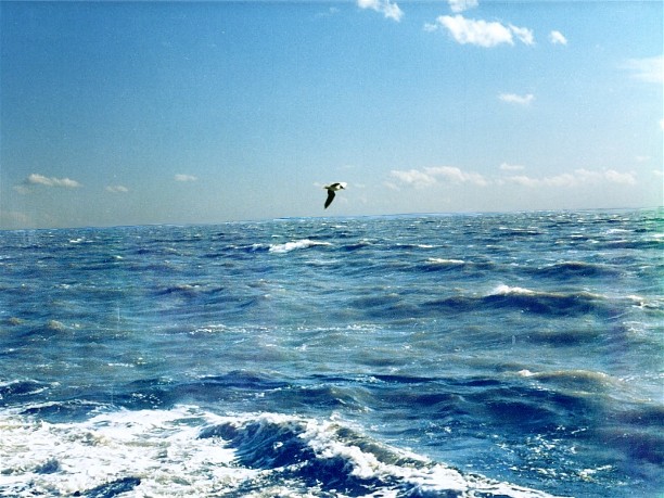 Image -- Black Sea near Skadovske, Kherson oblast.