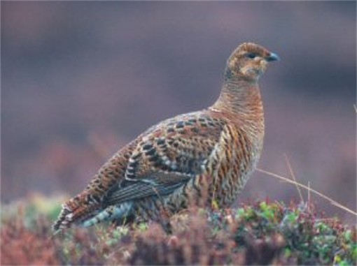 Image -- Black grouse (hen).