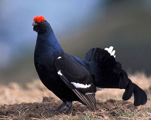 Image - Black grouse