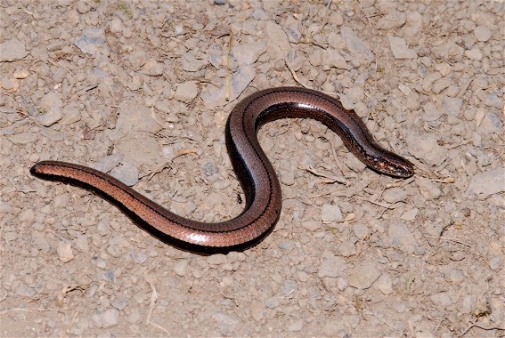 Image -- Blindworm