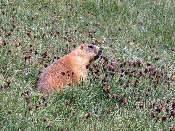 Image -- A bobak marmot in the Fesenko Hills wildlife refuge near Dykanka, Poltava oblast.