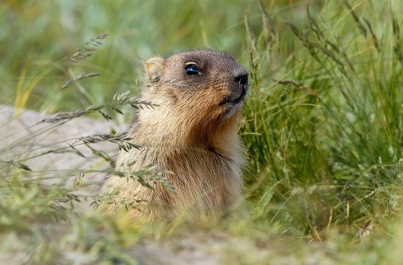 Image - Bobak marmot