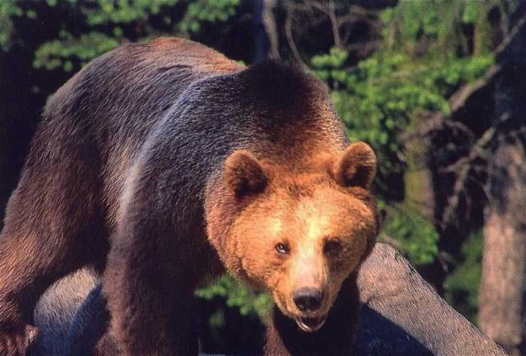 Image - Brown bear