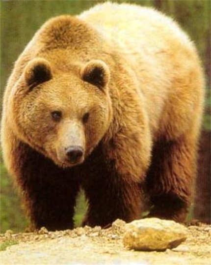 Image - A brown bear in the Carpathian Mountains.