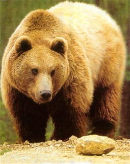 Image -- A brown bear in the Carpathian Mountains.