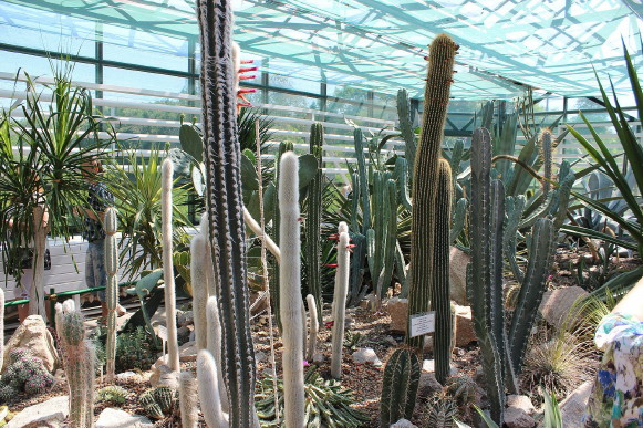 Image -- Cacti in the National Botanical Garden in Kyiv.