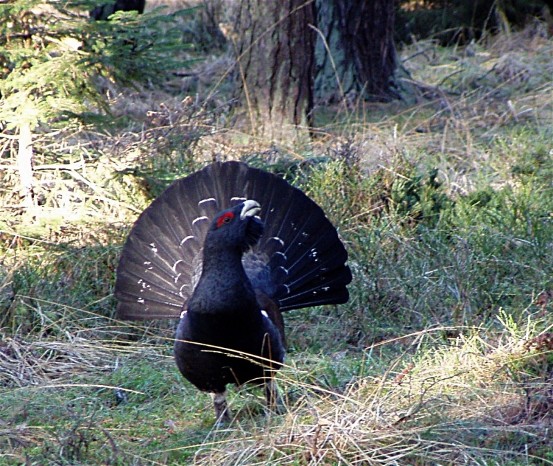 Image -- Capercaillie (male).