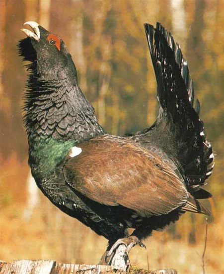 Image -- Capercaillie (male).