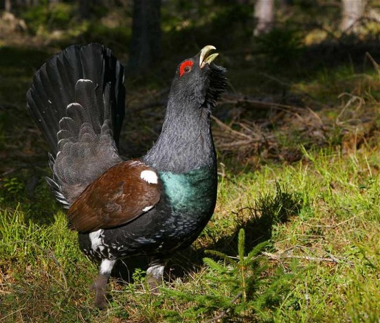 Image - Capercaillie (male).