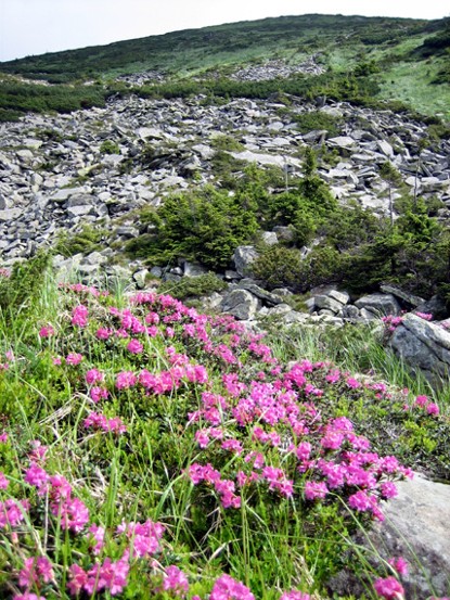 Image -- Carpathian rhododendron in the Chornohora region.