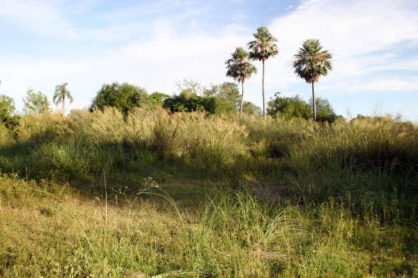 Image -- A pampa landscape in the province of Chaco, Argentina.