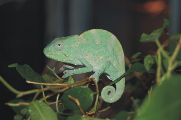 Image - Multicolored chameleon
