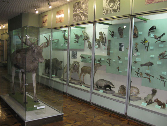 Image - Cherkasy Oblast Regional Studies Museum: the zoological collection.