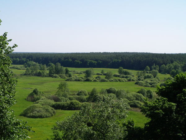 Image -- A Chernihiv Polisia landscape.