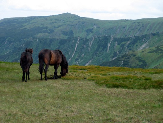 Image -- A Chornohora landscape.