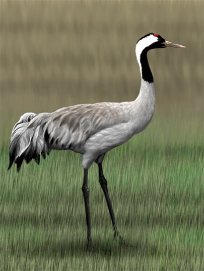 Image -- Common crane