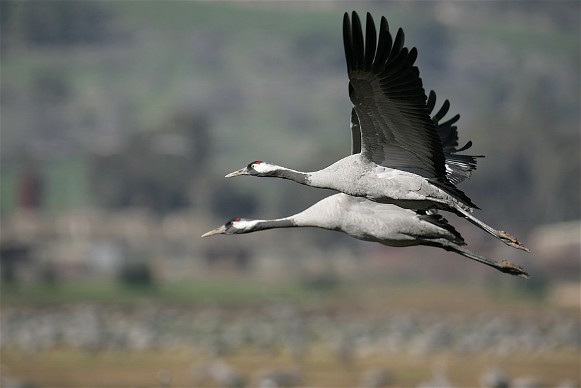 Image - Common cranes
