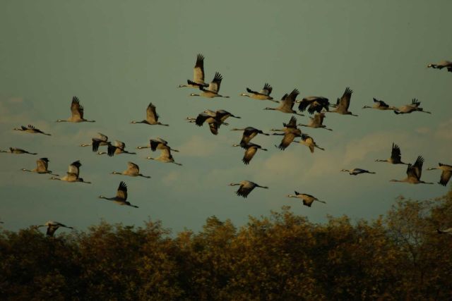 Image - Migrating common cranes