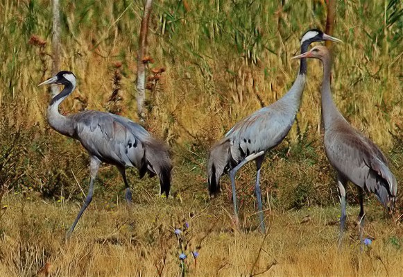 Image - Common cranes