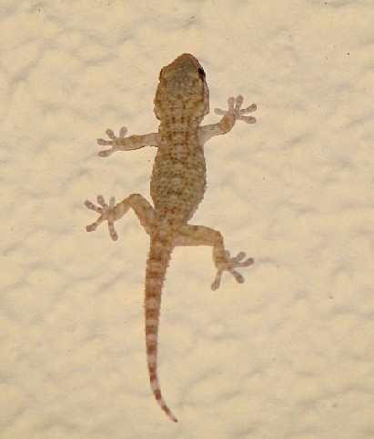 Image - Crimean gecko