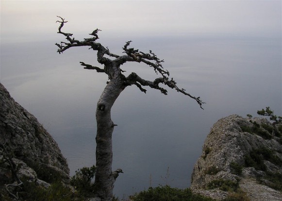 Image - A crooked pine in the Crimean Mountains.