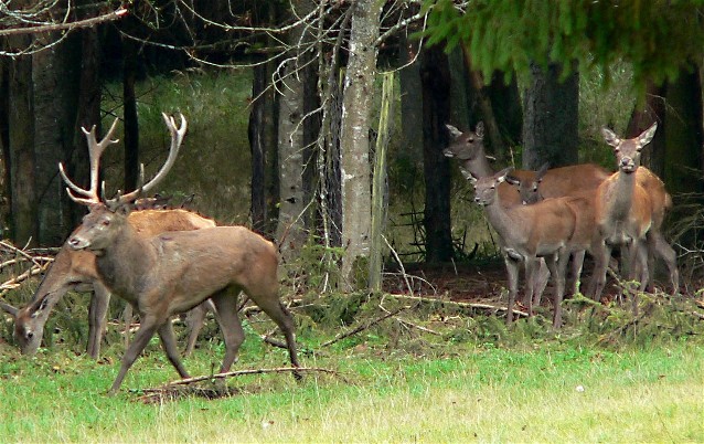 Image -- Red deer