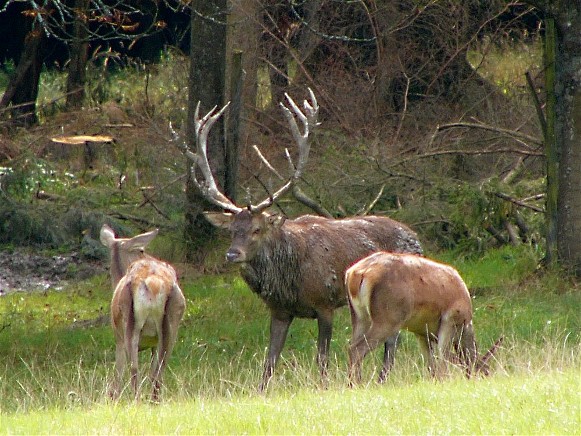 Image - Red deer in a nature preserve.