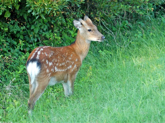 Image - Sika deer