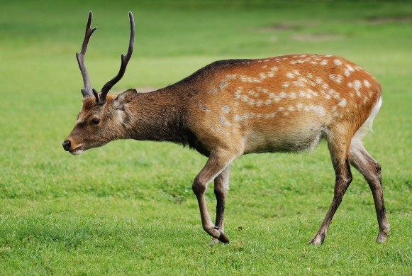 Image -- Fallow deer