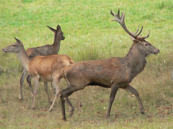 Image -- Red deer