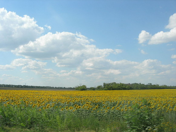 Image -- Dnipro Lowland (steppe in Poltava oblast)