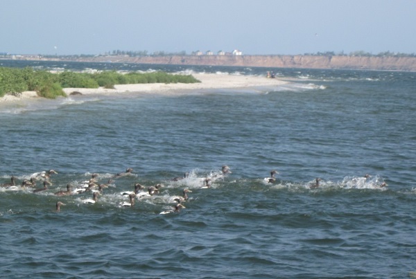 Image -- A view of the Dnipro-Boh Estuary.